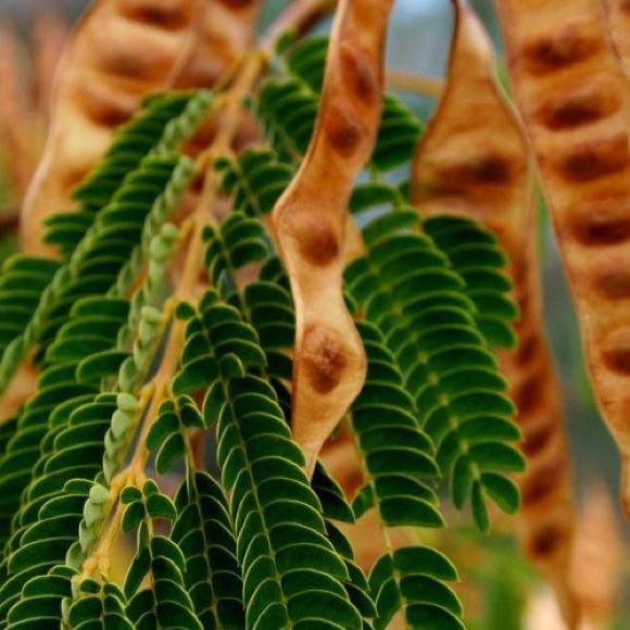 Mimosa Tree 25 Seeds - Picture 8 of 8
